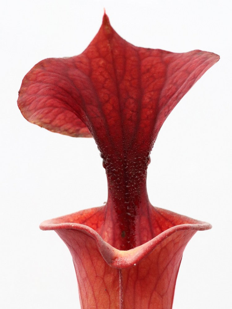 Sarracenia flava var. atropurpurea F27C MK  All Red Form, Blackwater River State Forest, FL