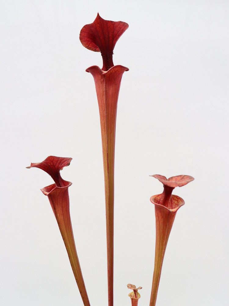 Sarracenia flava var. atropurpurea F27C MK  All Red Form, Blackwater River State Forest, FL