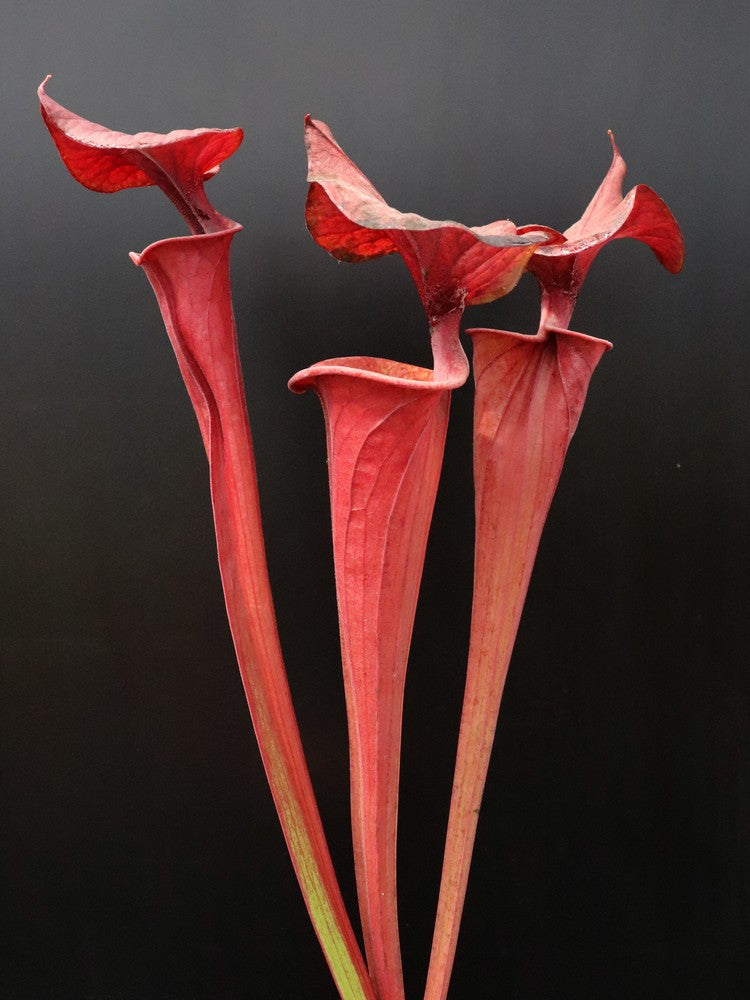 Sarracenia flava var. atropurpurea F280 MK  Nr.Columbia