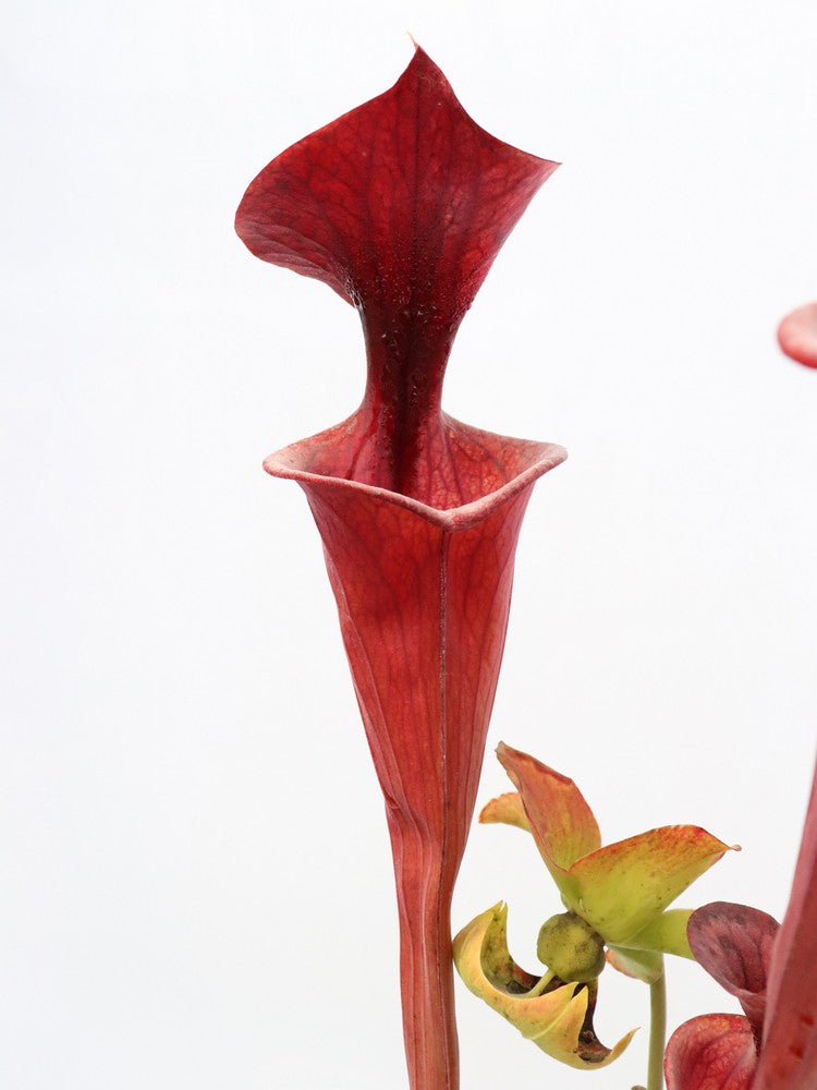 Sarracenia flava var. atropurpurea FL105 RVL "Small Lid"