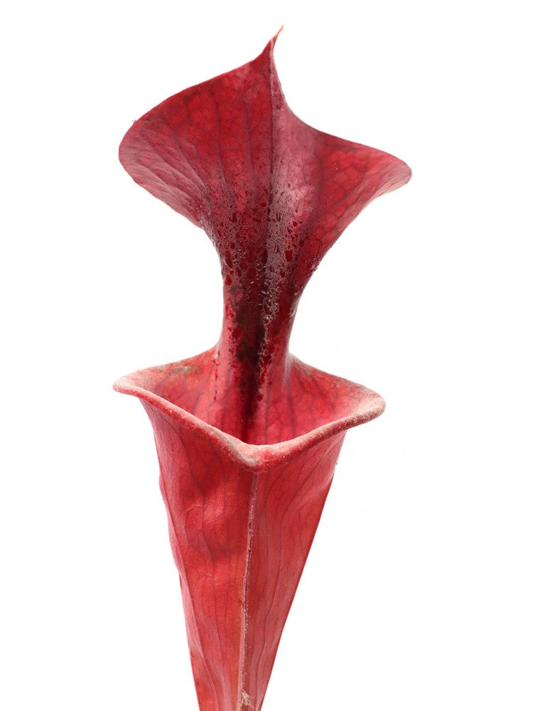 Sarracenia flava var. atropurpurea FL105 RVL "Small Lid"