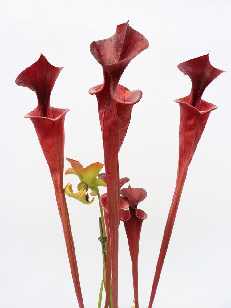 Sarracenia flava var. atropurpurea FL105 RVL "Small Lid"