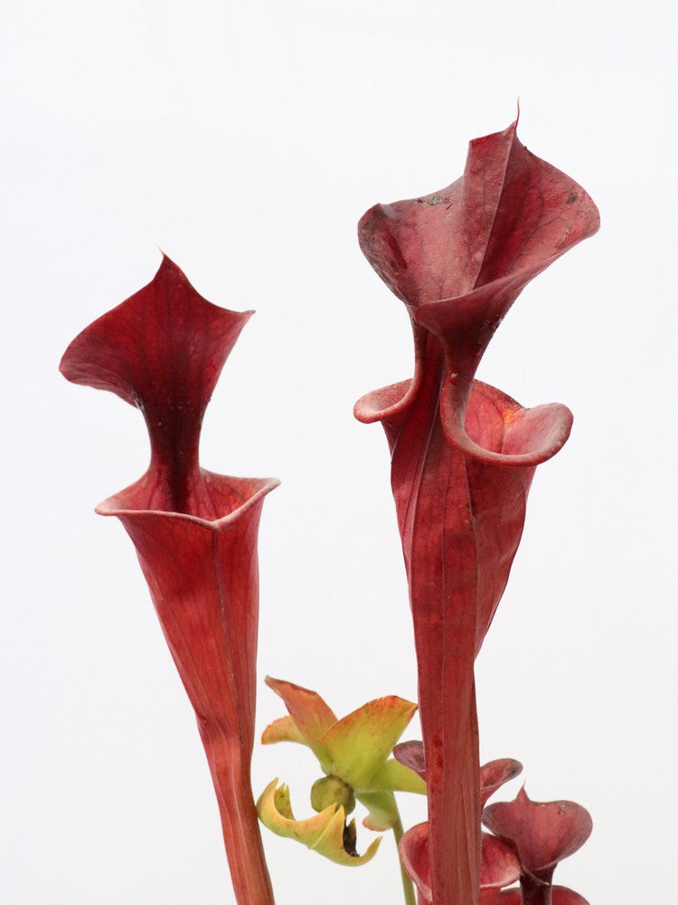 Sarracenia flava var. atropurpurea FL105 RVL "Small Lid"