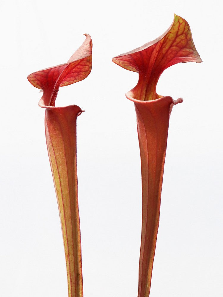Sarracenia flava var. atropurpurea Bay County