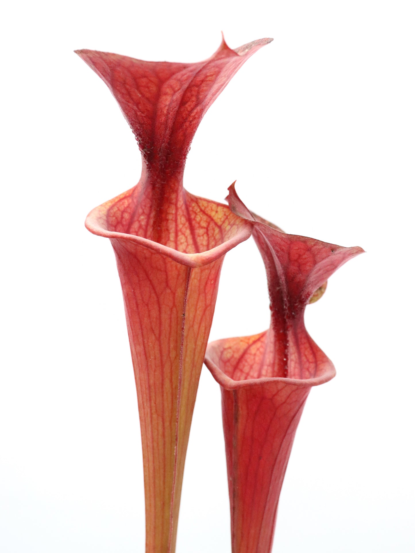 Sarracenia flava var. atropurpurea Nigel Owden