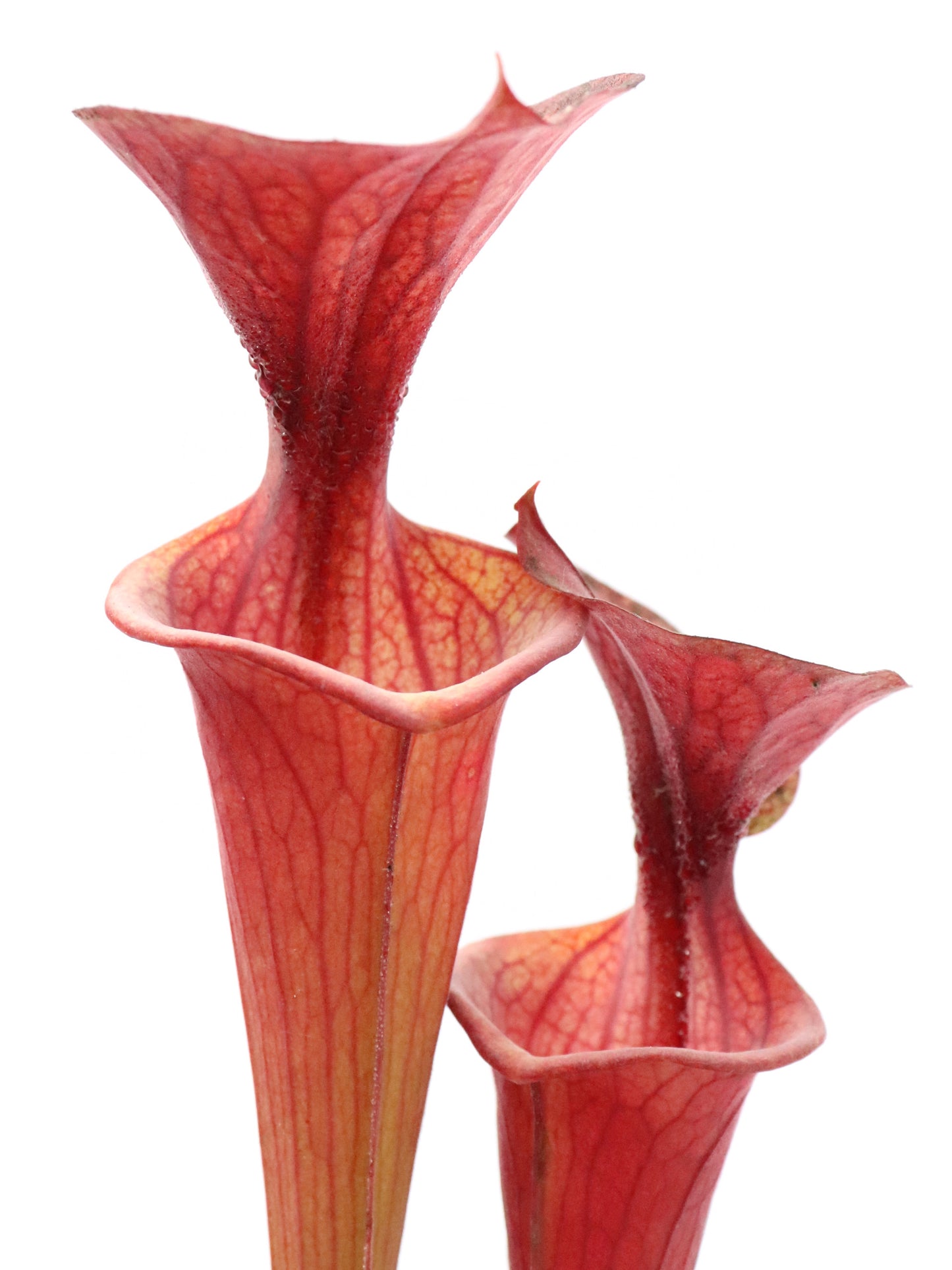 Sarracenia flava var. atropurpurea Nigel Owden