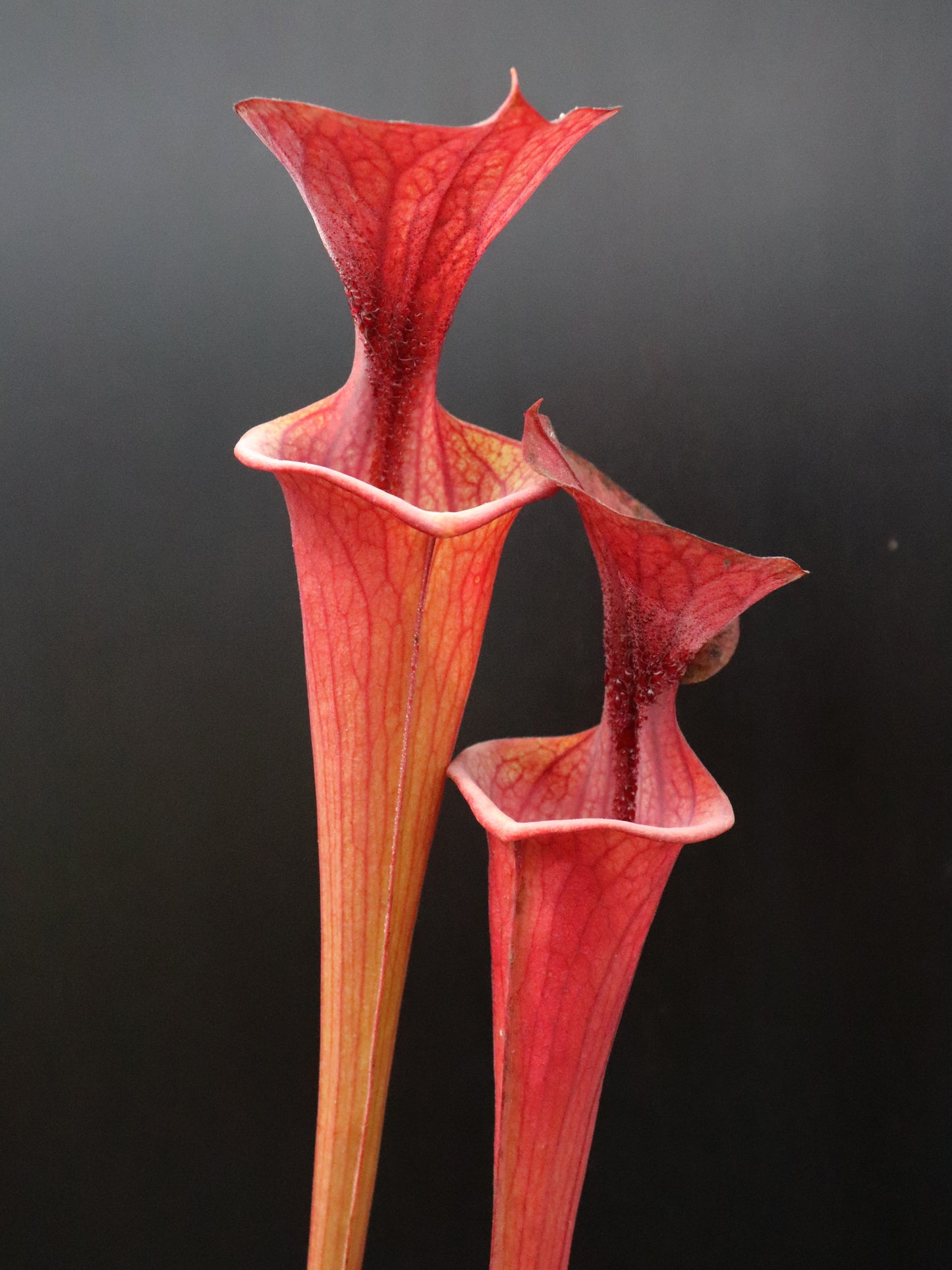 Sarracenia flava var. atropurpurea Nigel Owden