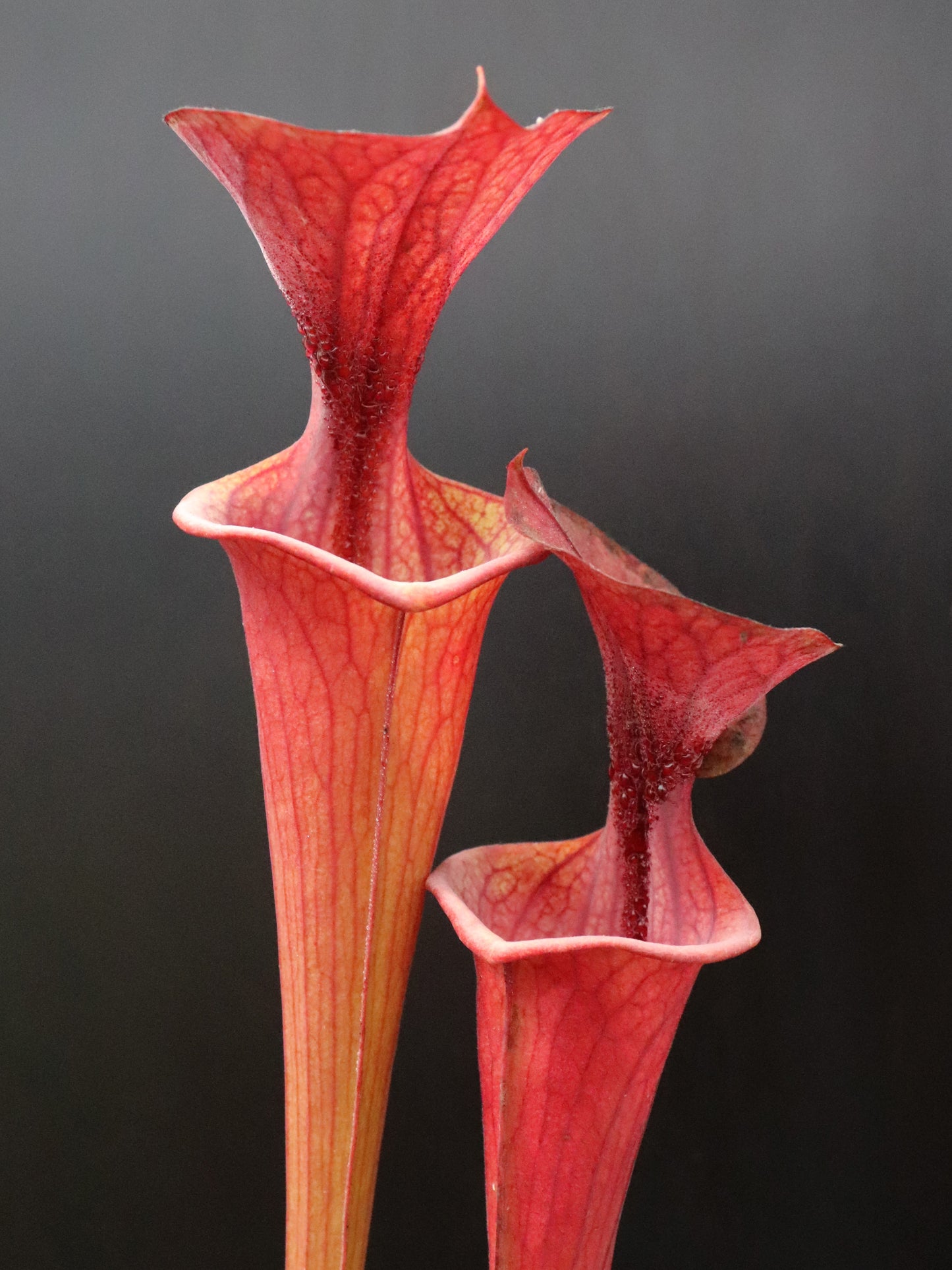 Sarracenia flava var. atropurpurea Nigel Owden