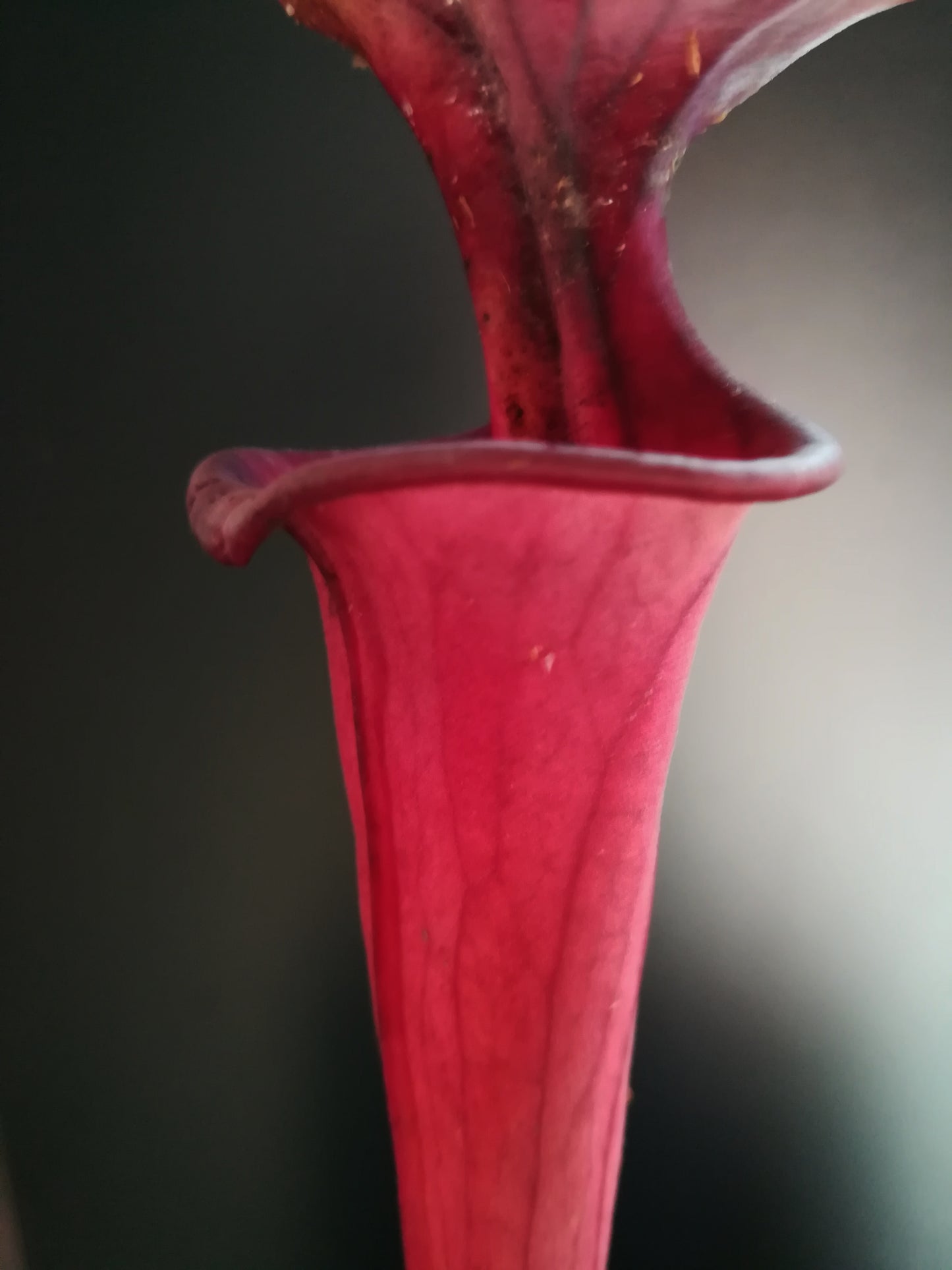 Sarracenia flava var. atropurpurea New Zealand