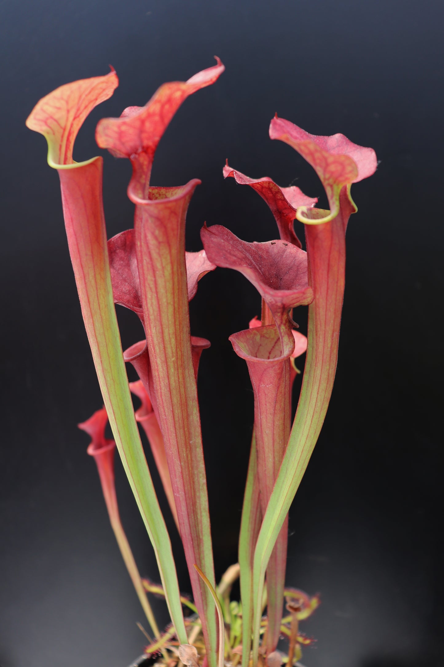 Sarracenia flava var. atropurpurea New Zealand