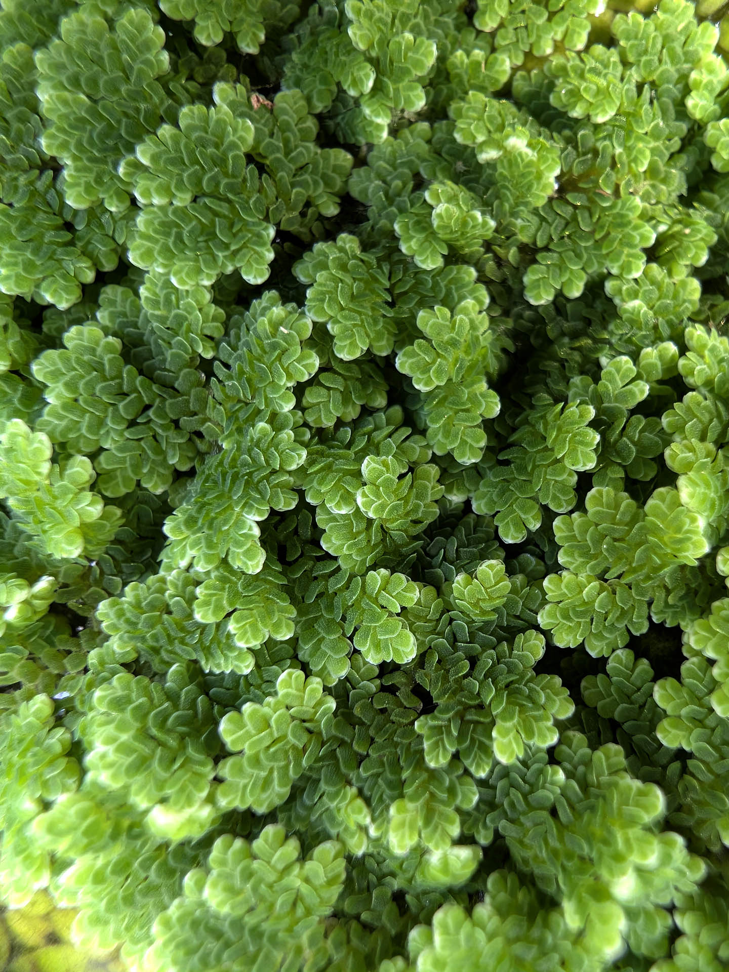 Azolla caroliniana - Floating plant