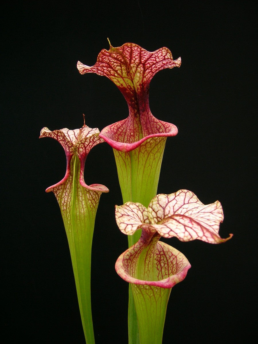 Sarracenia 'Adrian Slack'  H113 MK