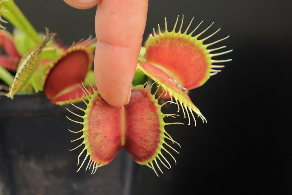 Dionaea muscipula B52 Canada