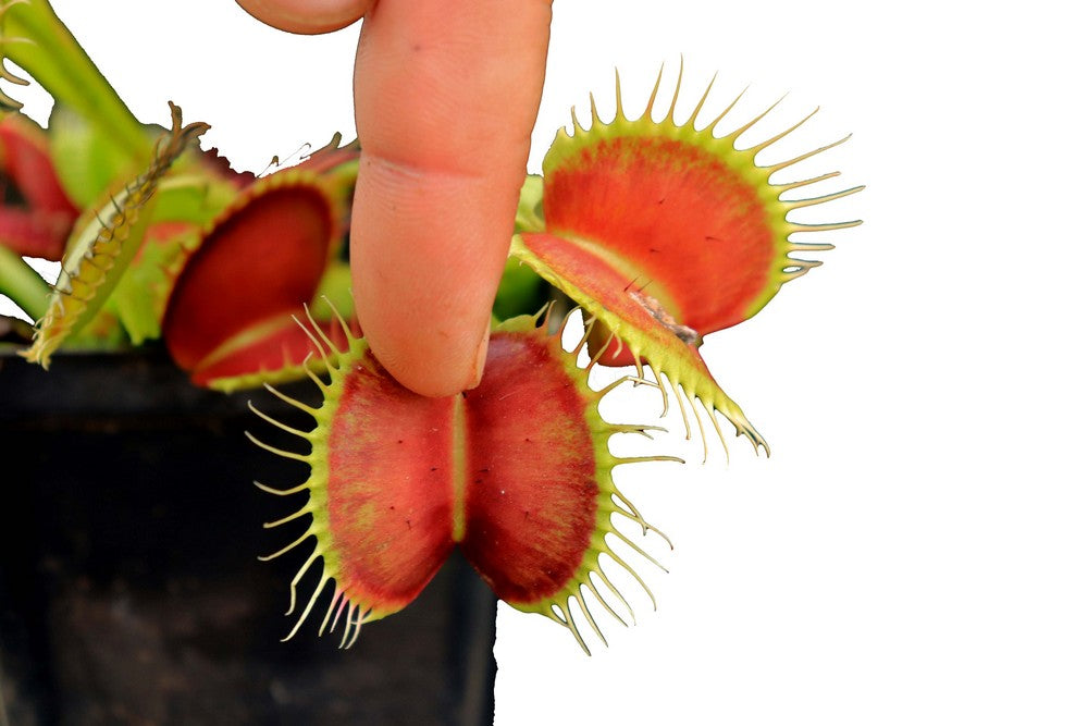 Dionaea muscipula B52 Canada