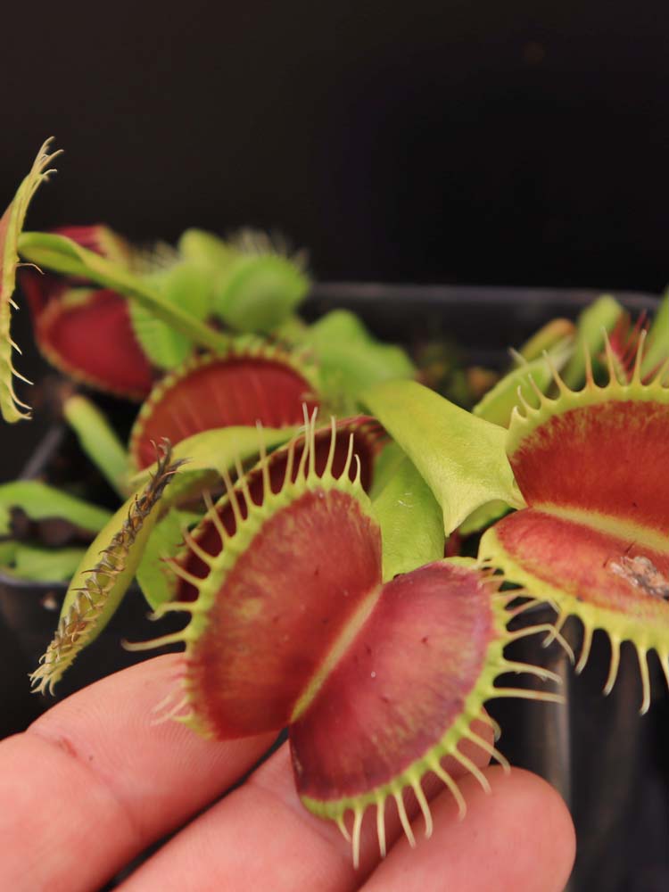 Dionaea muscipula B52 Canada