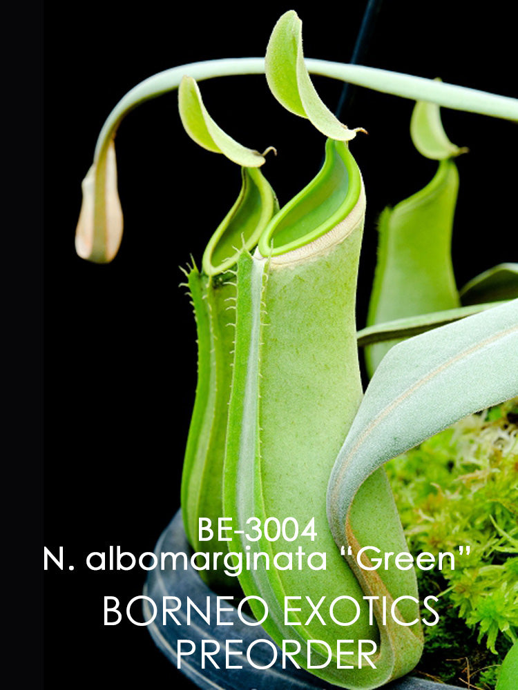 Nepenthes albomarginata "Brunei Green" BE-3004