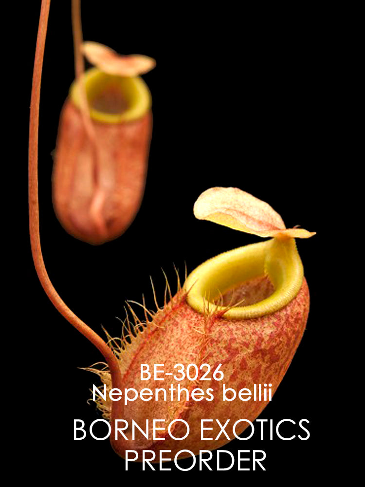 Nepenthes bellii "Best selected clone" BE-3026
