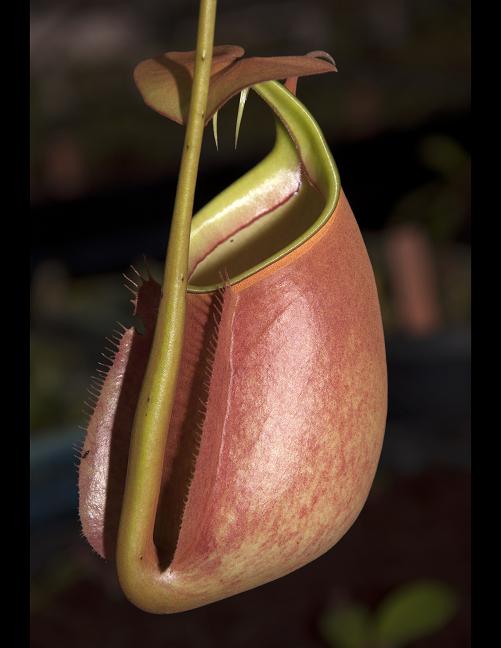 Nepenthes bicalcarata "Brunei Orange"  BE-3029  Selected clone