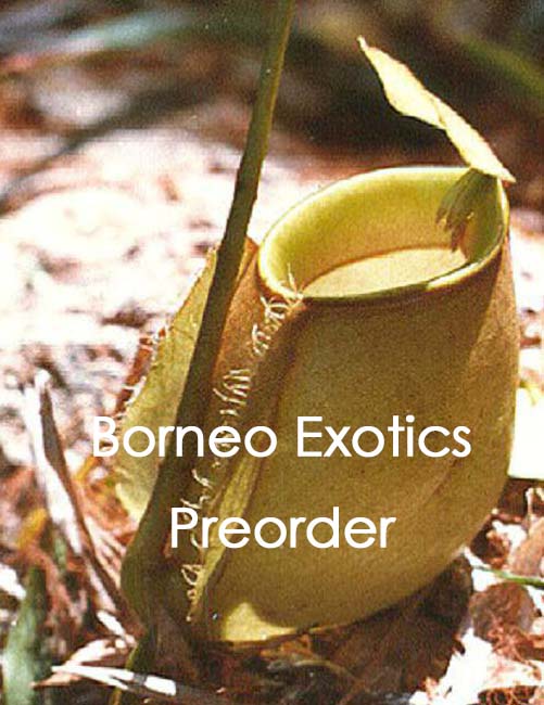 Nepenthes bicalcarata x ampullaria BE-3033
