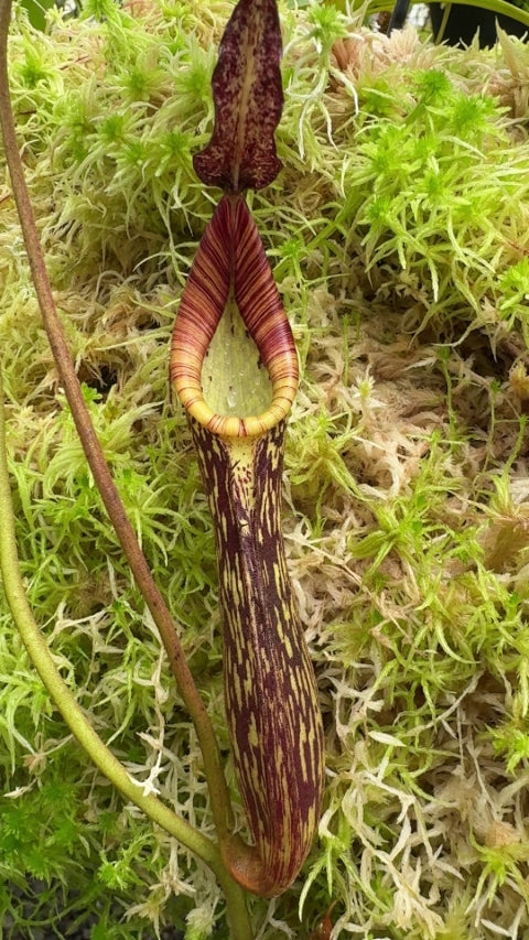 Nepenthes zakriana "Flared peristome" BE-3068