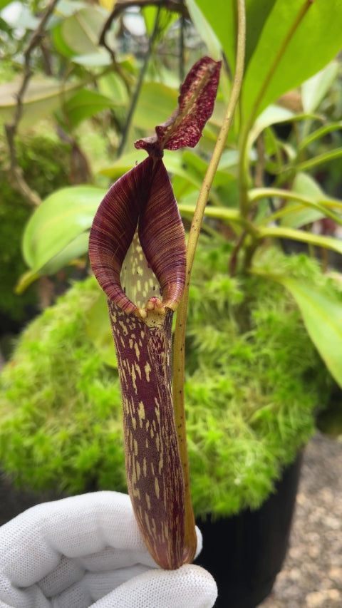 Nepenthes zakriana "Flared peristome" BE-3068