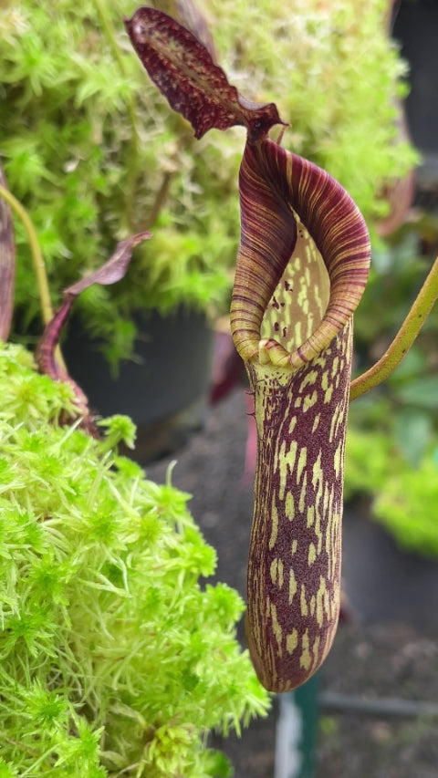 Nepenthes zakriana "Flared peristome" BE-3068