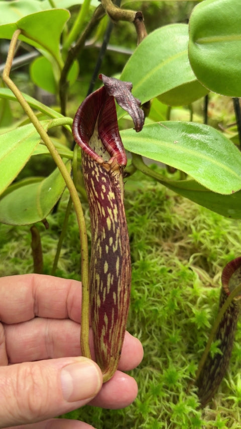 Nepenthes zakriana "Flared peristome" BE-3068