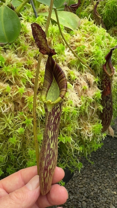 Nepenthes zakriana "Flared peristome" BE-3068