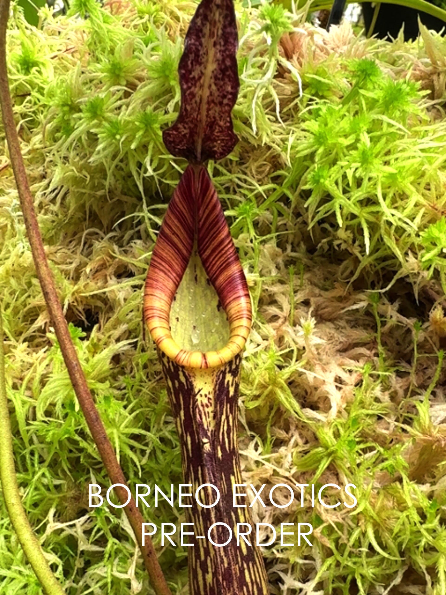 Nepenthes zakriana "Flared peristome" BE-3068