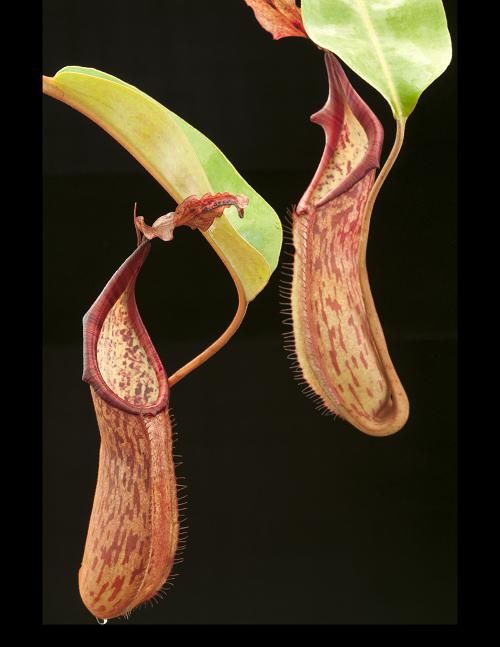 Nepenthes faizaliana Mount Api, Sarawak, Malaysia Seedgrow