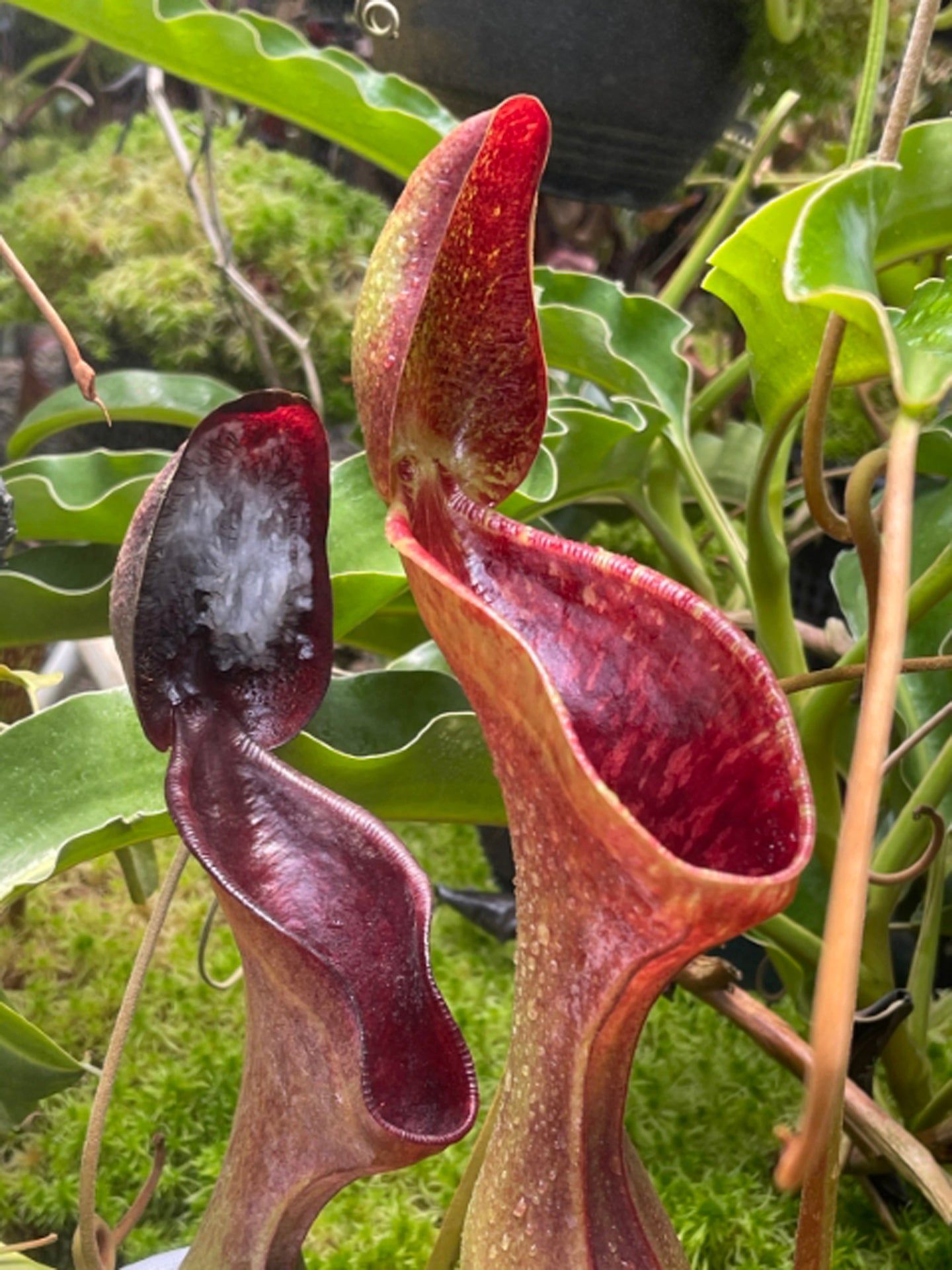 Nepenthes lowii Trus madi BE-3100
