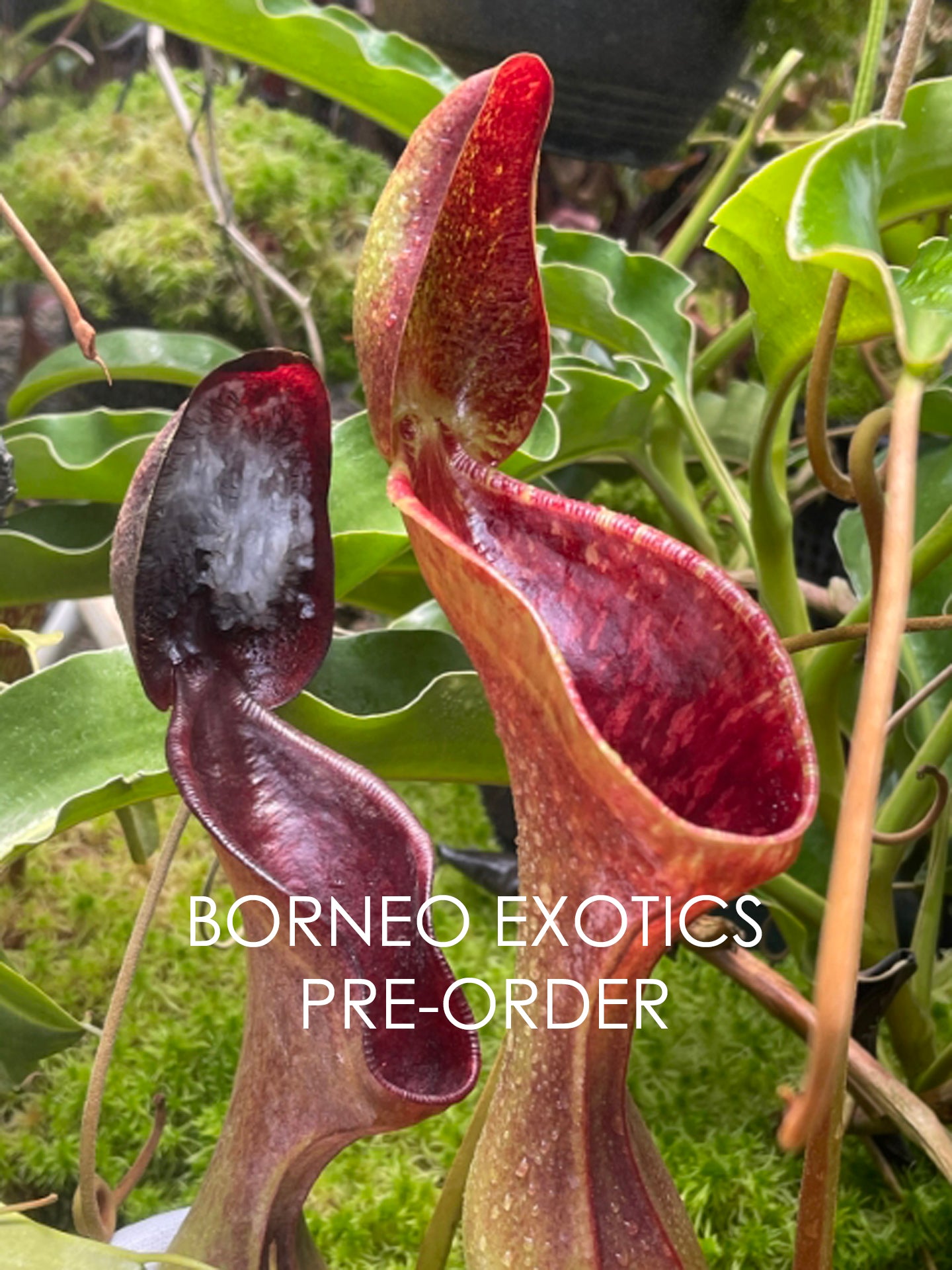 Nepenthes lowii Trus madi BE-3100