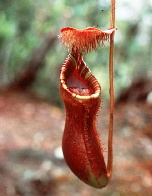 Nepenthes lowii Trus madi BE-3100