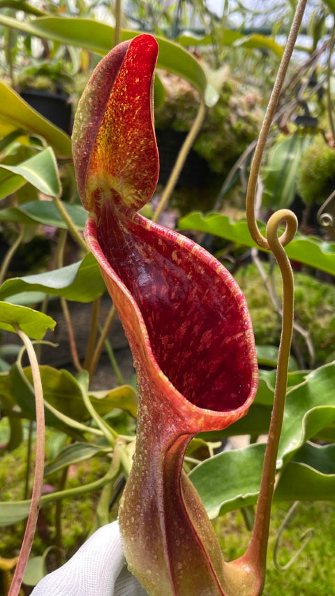 Nepenthes lowii Trus madi BE-3100