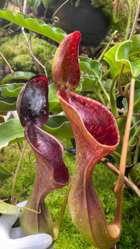 Nepenthes lowii Trus madi BE-3100