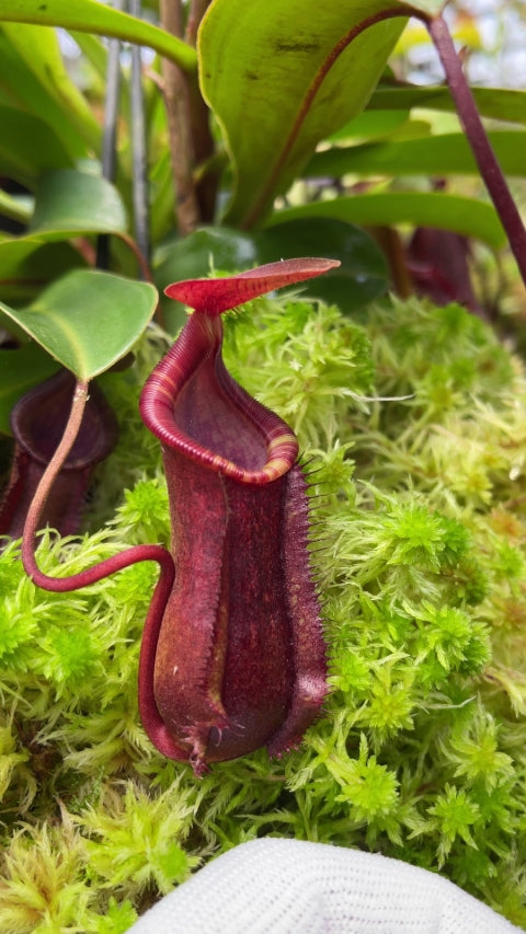 Nepenthes muluensis x lowii BE-3128