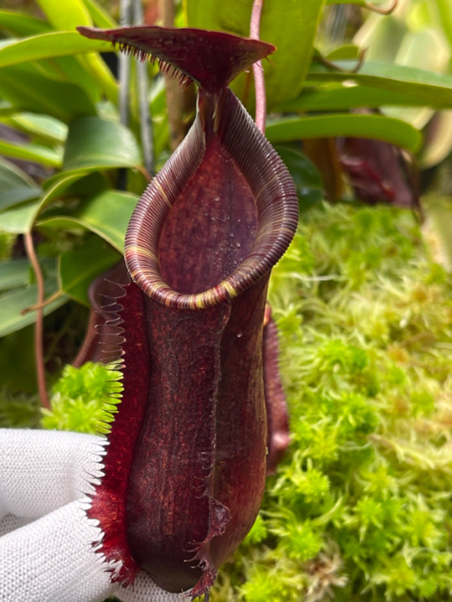 Nepenthes muluensis x lowii BE-3128