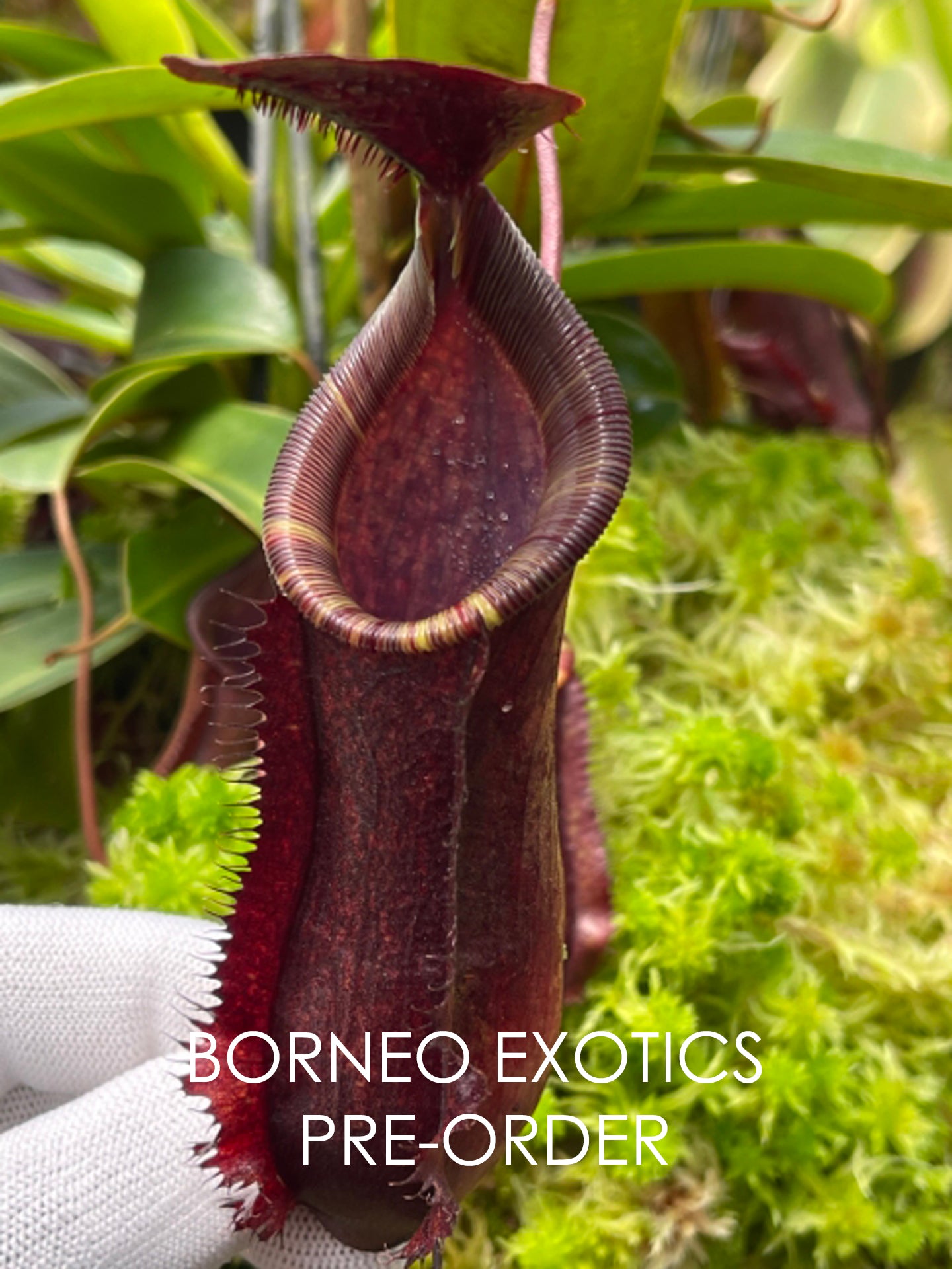 Nepenthes muluensis x lowii BE-3128