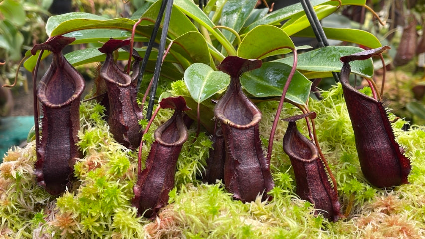 Nepenthes muluensis x lowii BE-3128