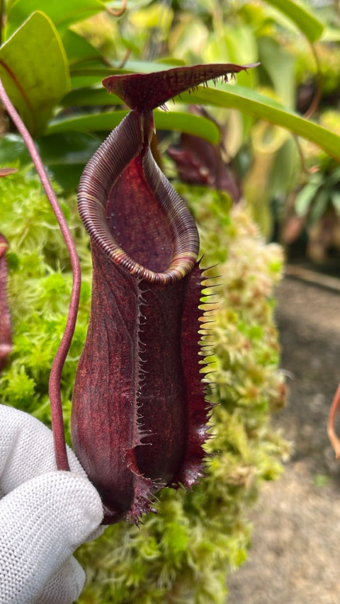 Nepenthes muluensis x lowii BE-3128