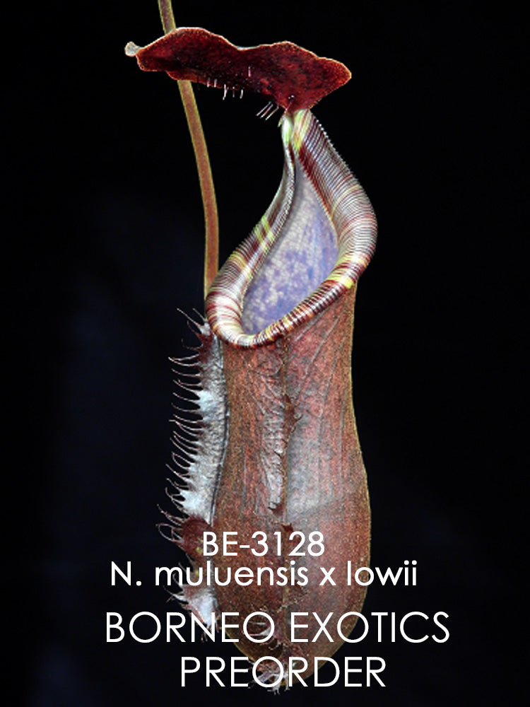 Nepenthes muluensis x lowii BE-3128