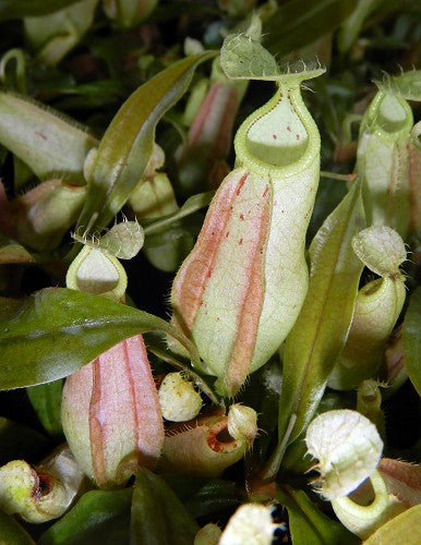 Nepenthes rafflesiana „Brunei Nivea“ BE-3141