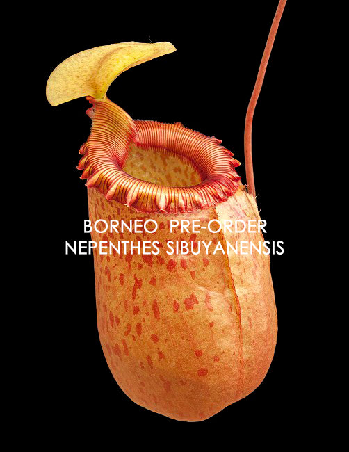 Nepenthes sibuyanensis BE-3164
