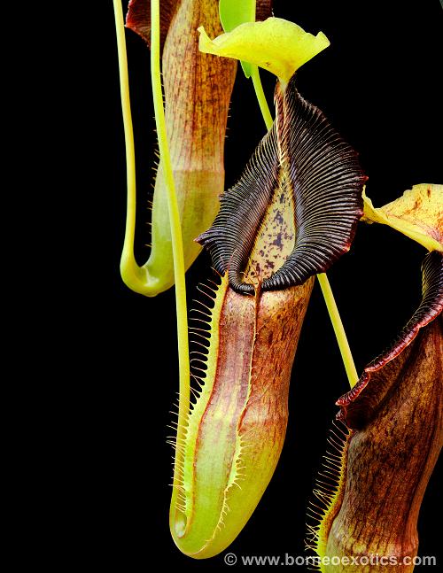 Nepenthes singalana Belirang BE-3170 Best Selected Clone