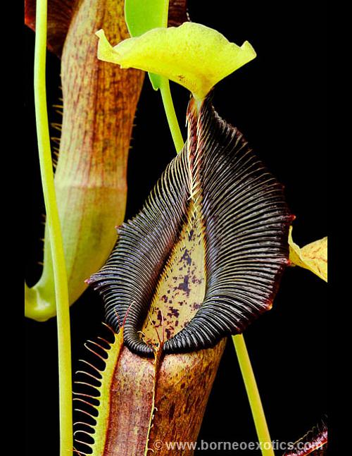Nepenthes singalana Belirang BE-3170 Best Selected Clone