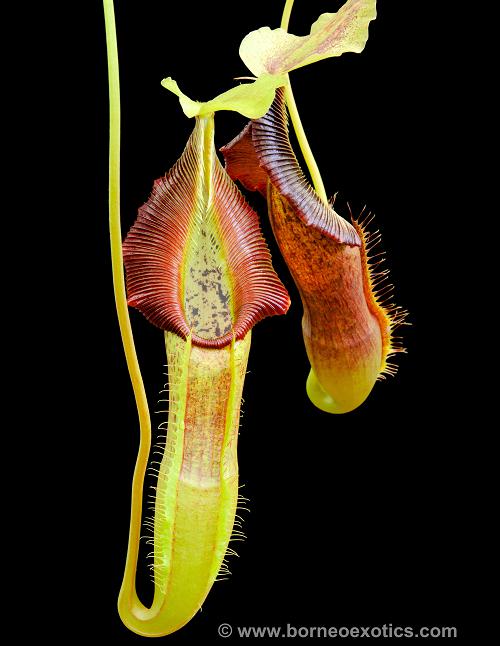 Nepenthes singalana Belirang BE-3170 Best Selected Clone