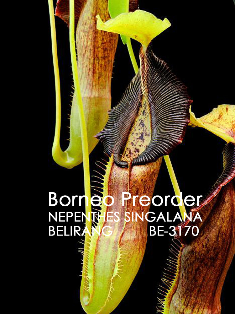Nepenthes singalana Belirang BE-3170 Best Selected Clone