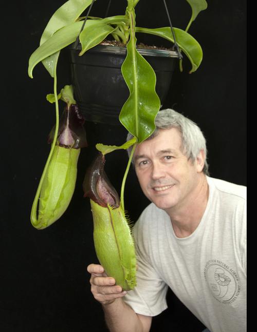 Nepenthes spathulata  BE-3175  Best Selected Clone