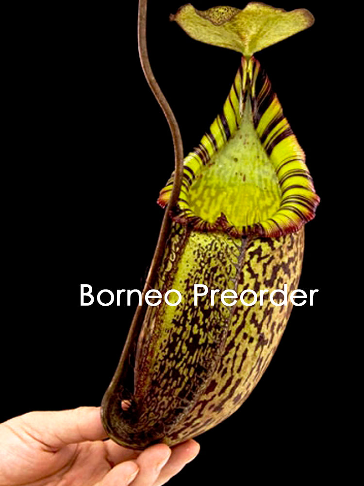 Nepenthes spectabilis x mira BE-3181