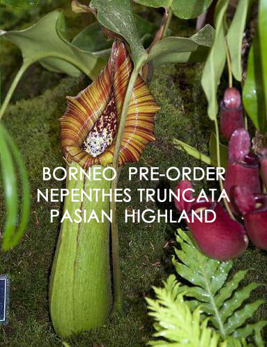 Nepenthes truncata Pasian Highland BE-3203